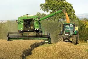 grain harvest